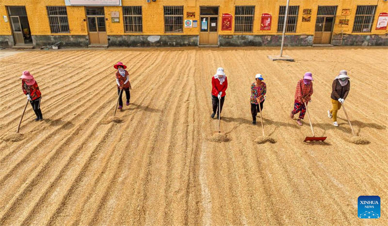 Shandong : des agriculteurs récoltent du blé d'hiver dans le village de Gaomiaoli