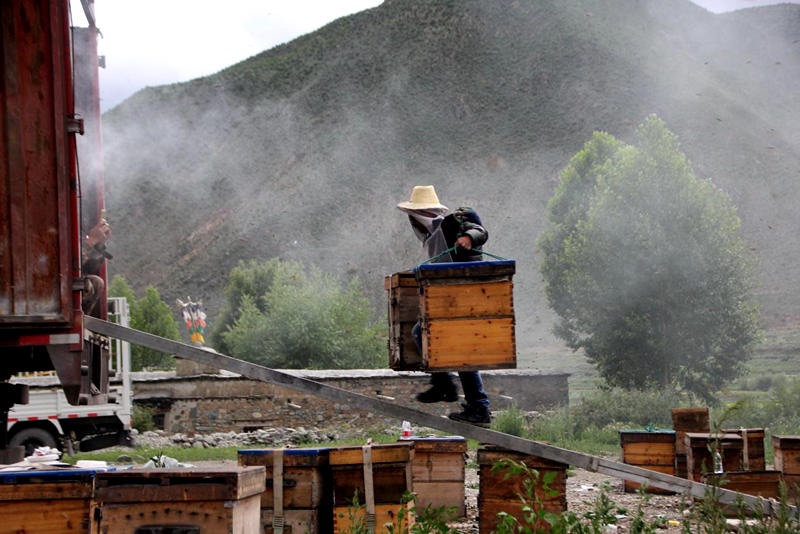 Tibet : un apiculteur aide les habitants à s'enrichir