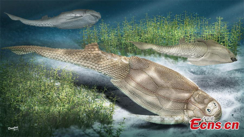 Des fossiles datant de 410 millions d'années révèlent l'évolution des écailles