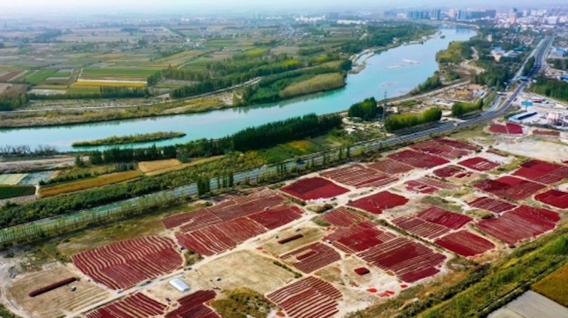 Xinjiang : les piments rouges apportent une vie heureuse à Bohu