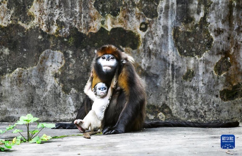 Guizhou : un singe au nez retroussé nouveau-né se porte bien
