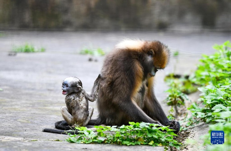 Guizhou : un singe au nez retroussé nouveau-né se porte bien