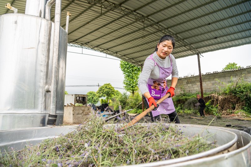 Guizhou: grâce à la lavande plantée dans les villages de montagne, l'industrie des arômes enrichit les habitants
