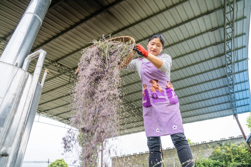 Guizhou: grâce à la lavande plantée dans les villages de montagne, l'industrie des arômes enrichit les habitants