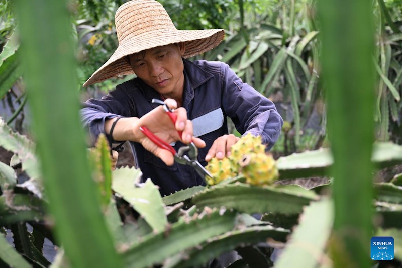 Le pitaya jaune prend racine sur l'île tropicale de Hainan