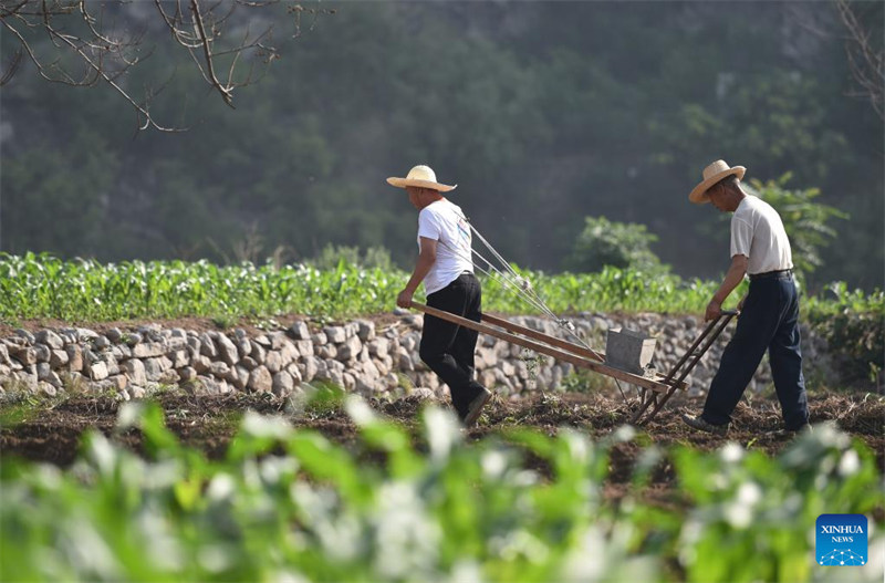Des agriculteurs travaillent dans les champs à travers la Chine