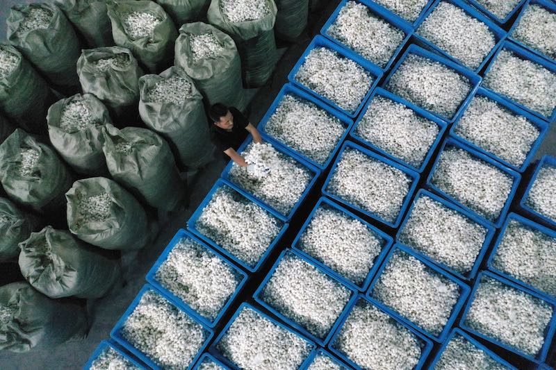 Chongqing : la récolte des cocons de vers à soie de printemps