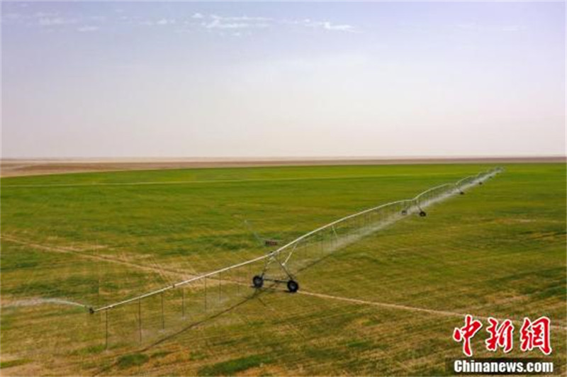 A la découverte de la « plus grande ferme bovine » du Xinjiang dans le désert de Gobi