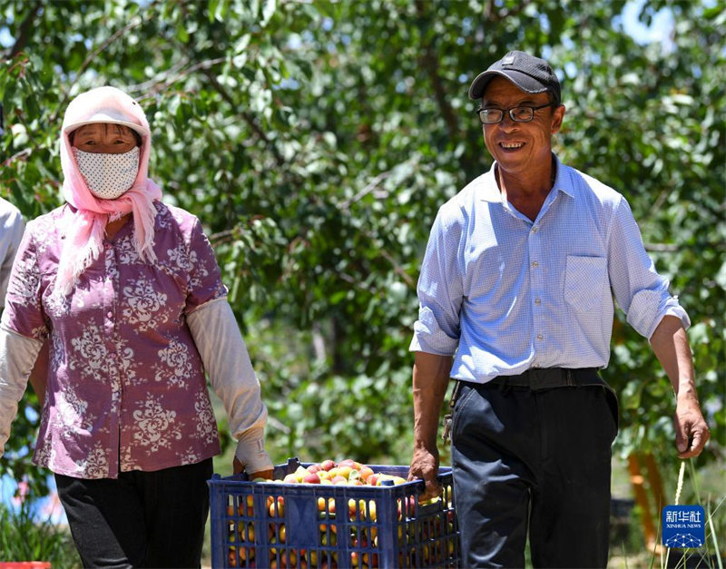 Ningxia : une abondance d'abricots rouges de Pengyang sur le marché