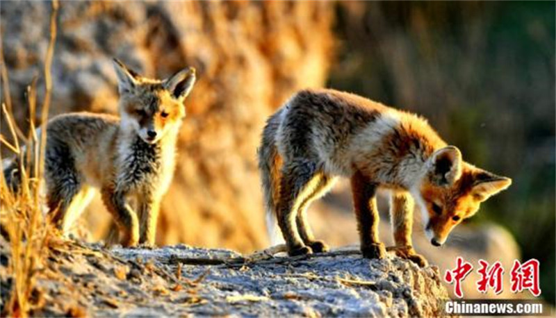 Qinghai : de nombreux renards roux s'installent dans la « cité du lac salé » de la rivière Golmud