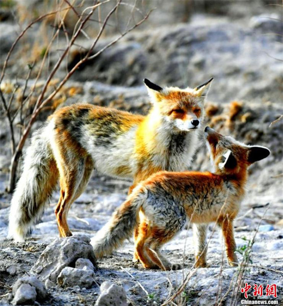 Qinghai : de nombreux renards roux s'installent dans la « cité du lac salé » de la rivière Golmud