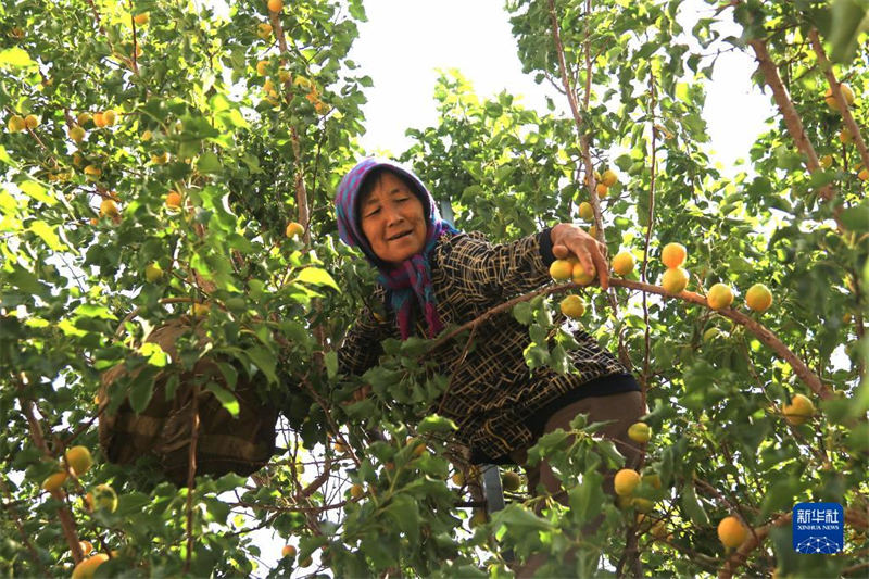 Gansu: l'odeur des abricots flotte au pied du mont Mingsha à Dunhuang