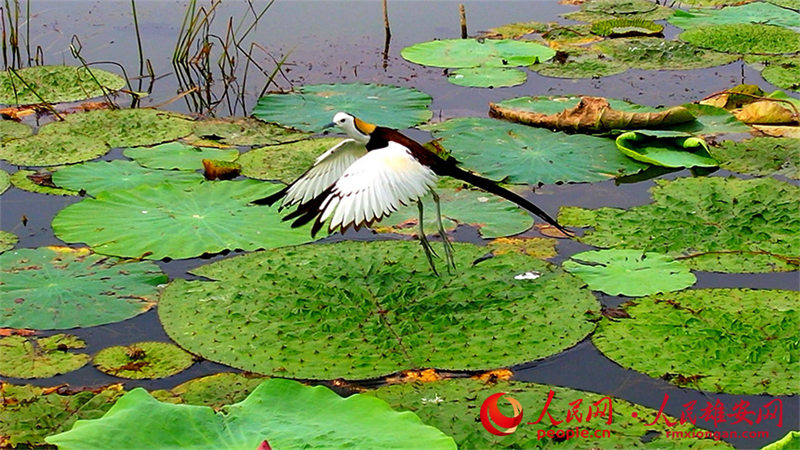 Hebei : des faisans d'eau apparaissent dans le lac Baiyangdian à Xiong'an
