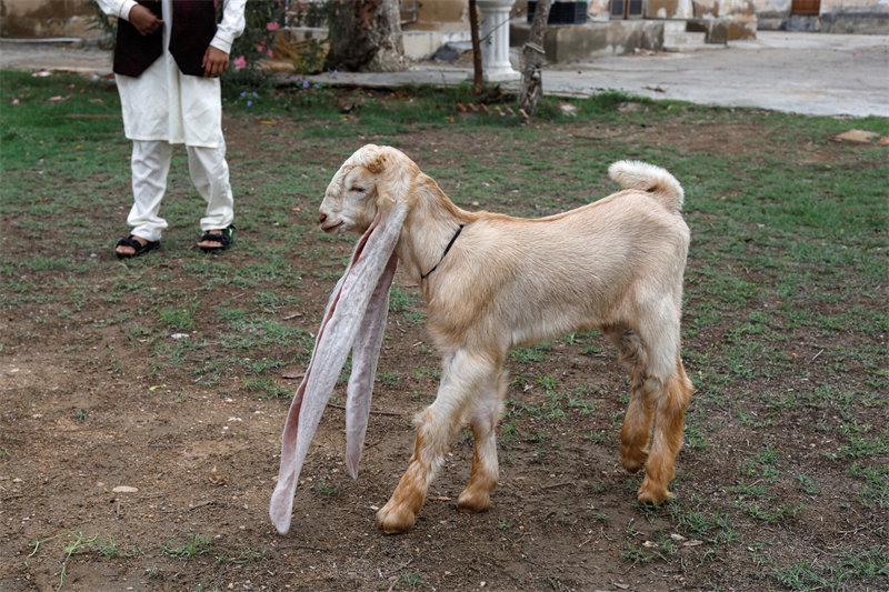 Une chèvre avec des oreilles de 48 cm fait sensation au Pakistan