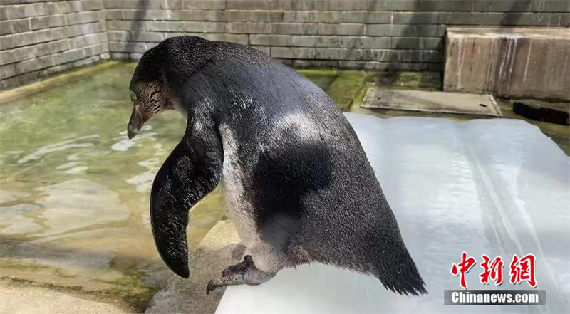 Le zoo de Wuhan aide les animaux à se rafraîchir en été avec des mesures adroites