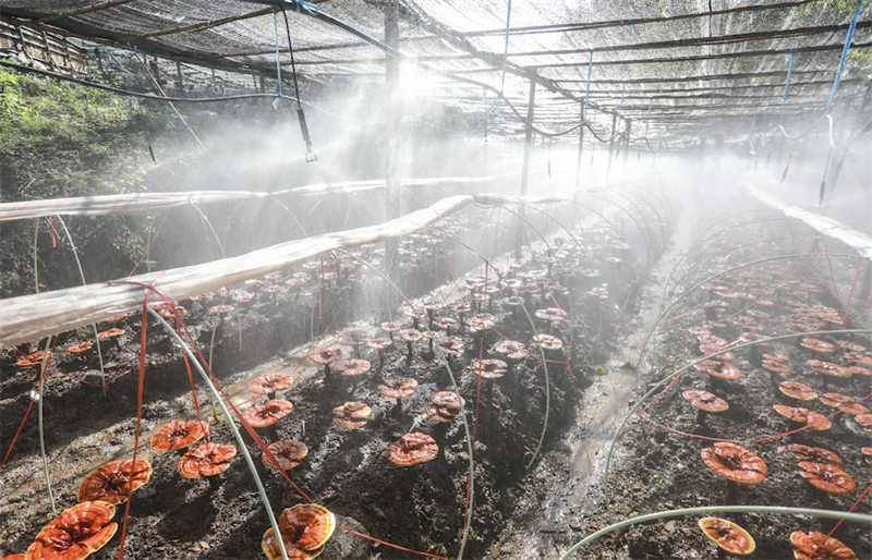 Anhui : une récolte exceptionnelle de Ganoderma lucidum en vue à Jingde