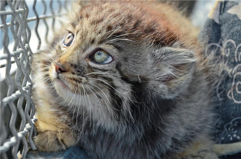 La reproduction artificielle de chat de Pallas réalisée avec succès dans le Qinghai
