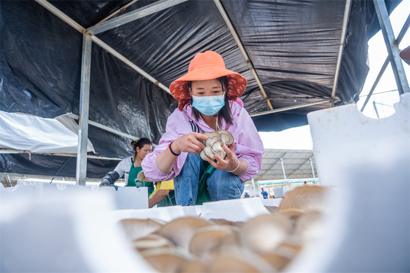 Guizhou : la cueillette des champignons sous des panneaux photovoltaïques à Weining