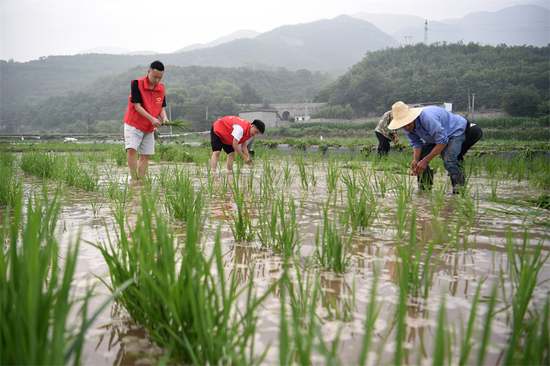 Hebei : expérience d'été sur les champs agricoles à Jingxing