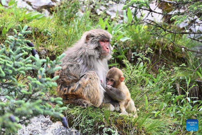 Qinghai : des macaques tibétains repérés dans une ferme forestière