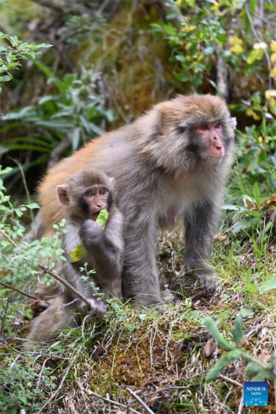 Qinghai : des macaques tibétains repérés dans une ferme forestière