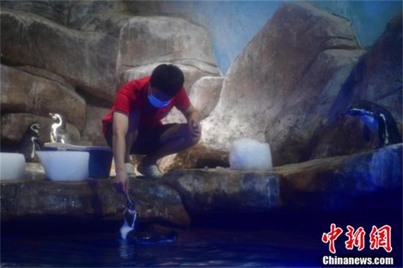 Anhui : les animaux marins échappent à la vague de chaleur de différentes manières à Hefei