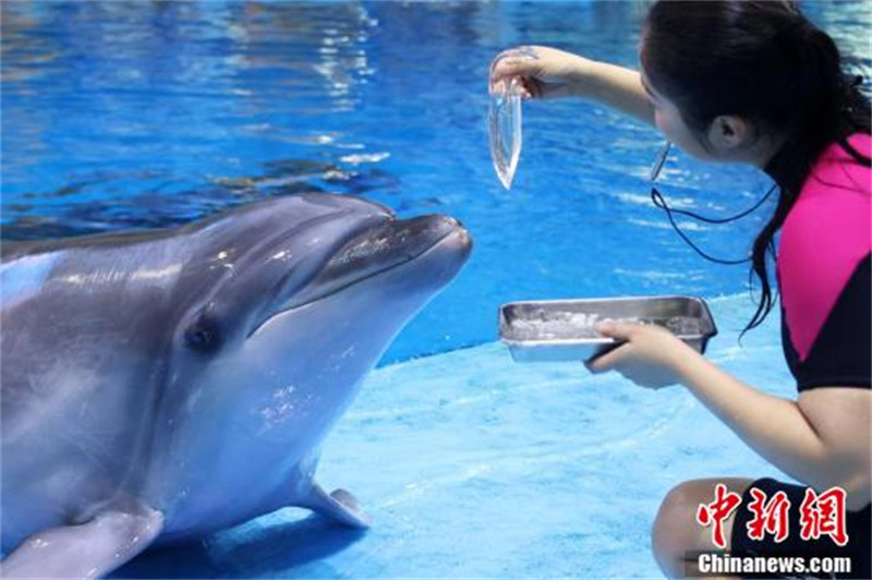 Photo montrant un éleveur nourrissant les dauphins avec de la gelée de calmar. (China News Service / Wang Shilong)