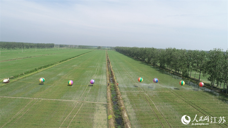 Jiangsu : la pulvérisation des pesticides par ballon