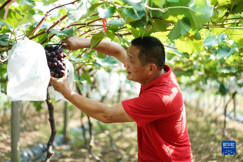 Jiangsu : les raisins sont mûrs à Jingjiang