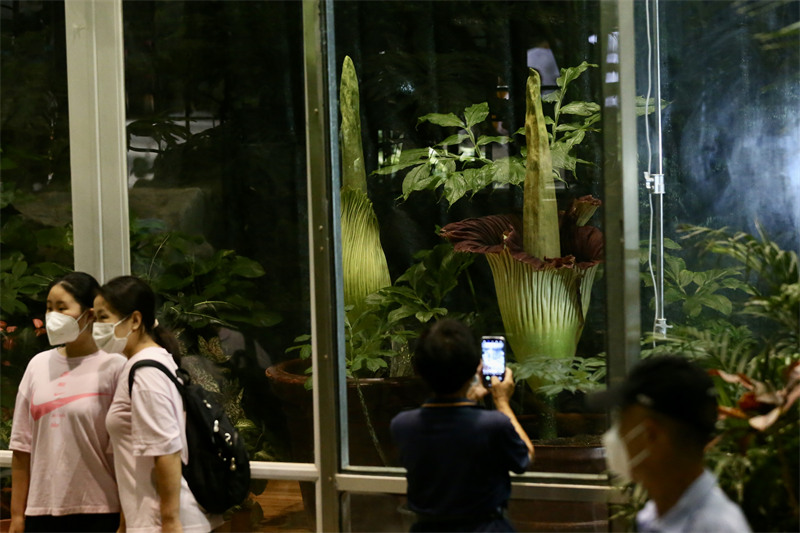 Une plante rare et menacée en fleur : le Jardin botanique national organise la « Nuit de l'arum titan »