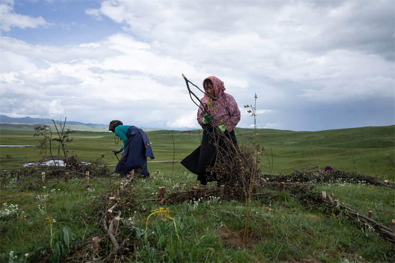 Sichuan : la lutte contre la dégradation et la désertification des prairies