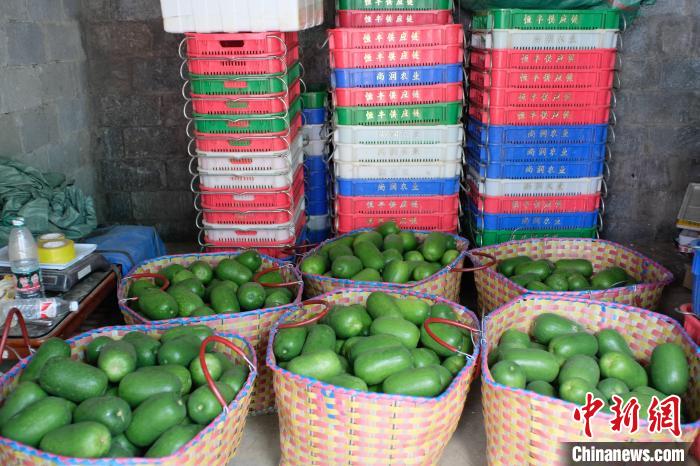 Guangxi : les mini-courges cireuses sont exportées vers les pays de l'ASEAN