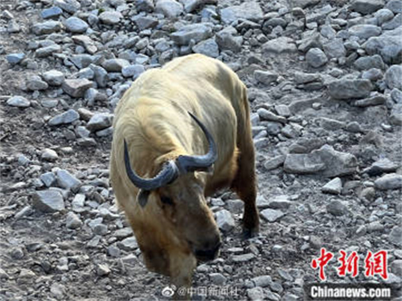 Shaanxi : les « quatre trésors des monts Qinling » passent des vacances d'été tranquilles à Hanzhong