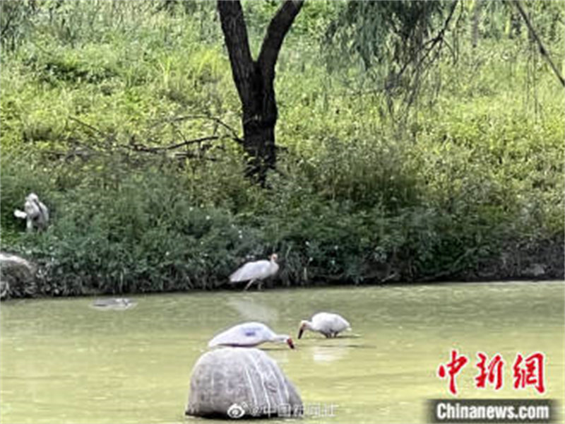 Shaanxi : les « quatre trésors des monts Qinling » passent des vacances d'été tranquilles à Hanzhong