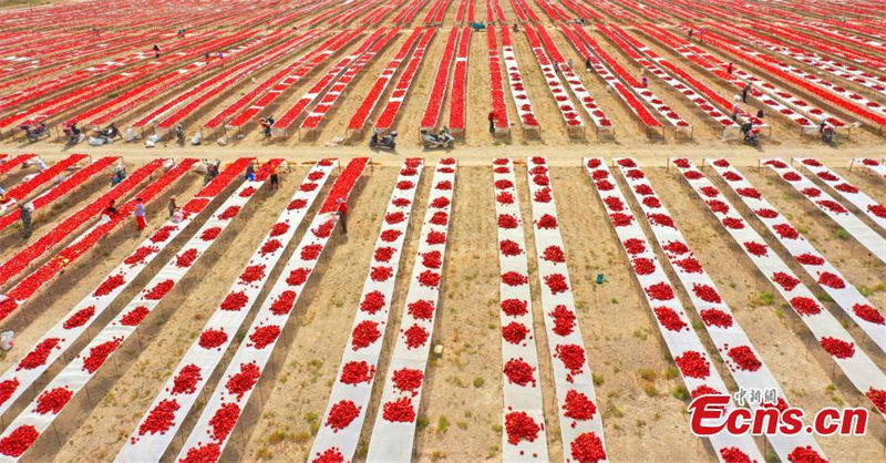 La récolte des piments rouges bat son plein au Xinjiang