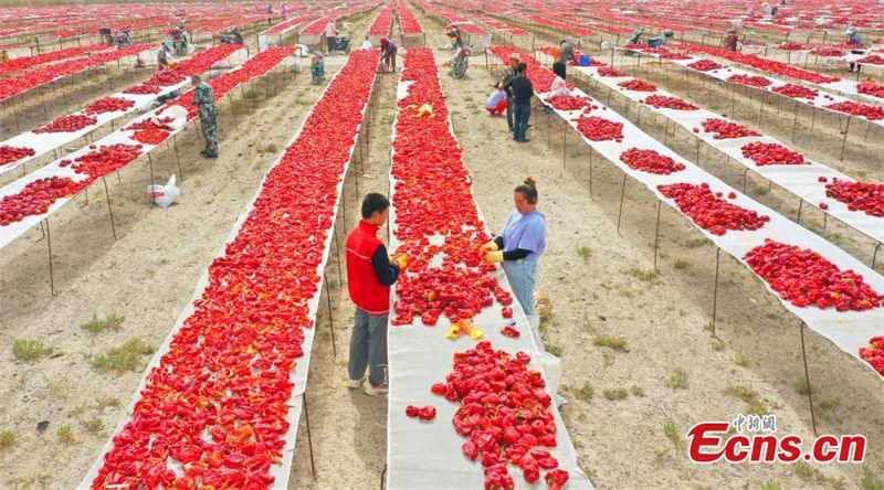 La récolte des piments rouges bat son plein au Xinjiang
