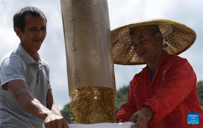 Guizhou : la récolte de semences de riz hybride à Qiandongnan