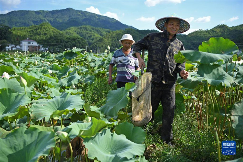 Jiangxi : le modèle « co-culture du lotus et du poisson » enrichit les agriculteurs