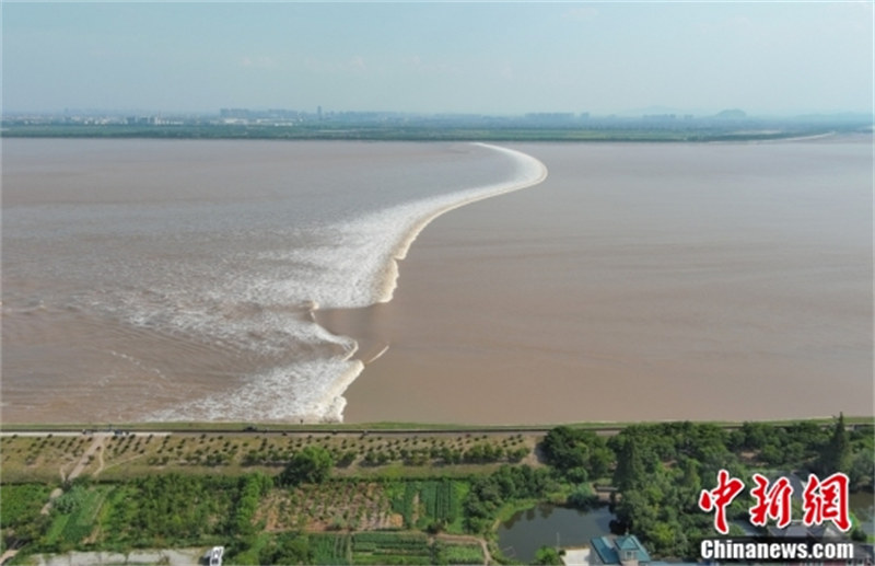Zhejiang : le mascaret spectaculaire du fleuve Qiantang à Jiaxing