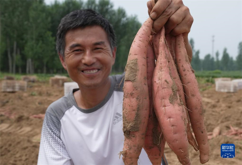 Hebei : une récolte de patates douces fraîches occupée