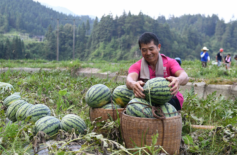 La récolte des pastèques à Rongjiang, dans le Guizhou