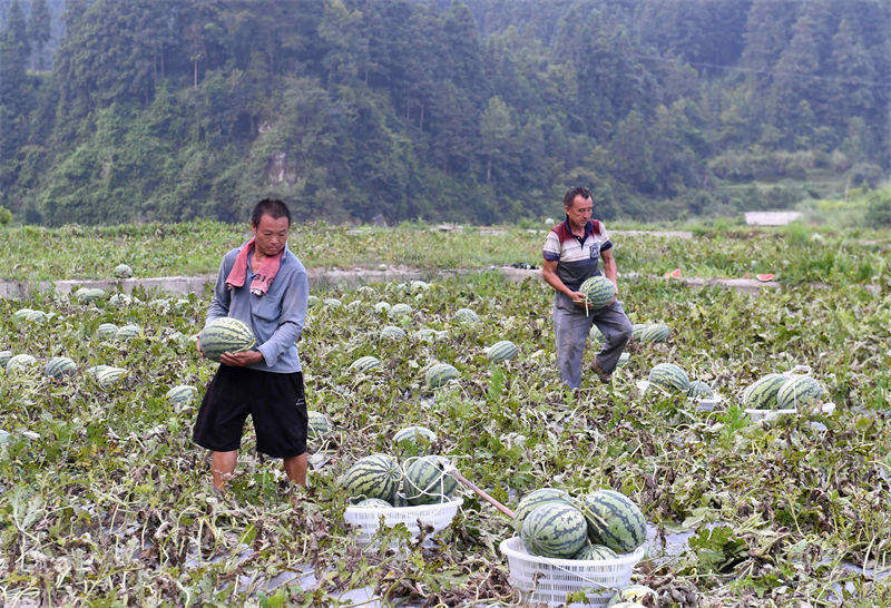 La récolte des pastèques à Rongjiang, dans le Guizhou