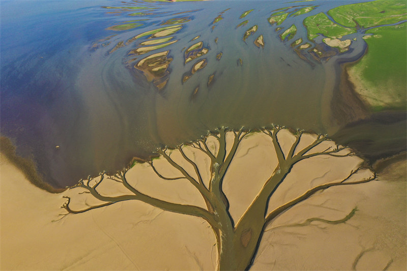 Jiangxi : un paysage naturel d'« arbre de la terre » apparaît dans le lac Poyang