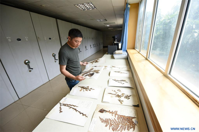 Chine : redécouverte d'une espèce végétale disparue depuis plus d'un siècle