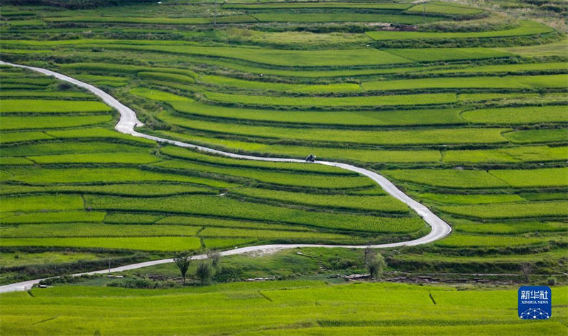 Guizhou: un paysage pittoresque de rizières sur le plateau