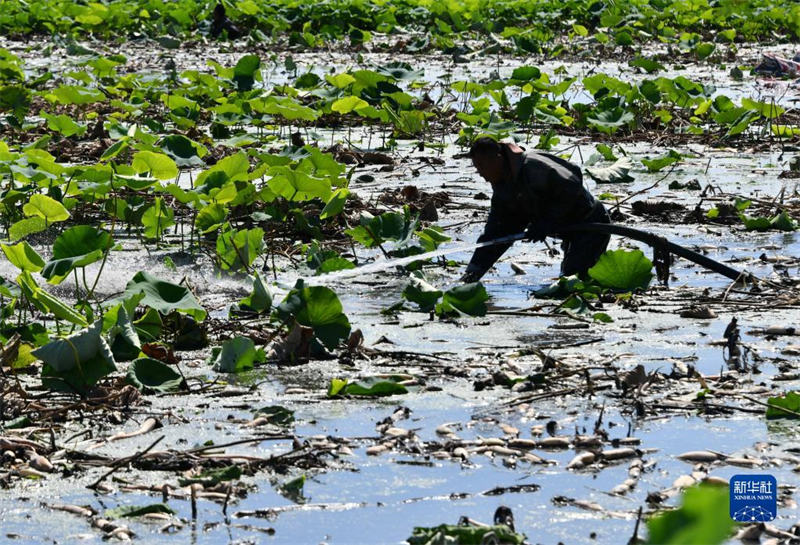 Shandong : la récolte des racines de lotus le long du lac Weishan