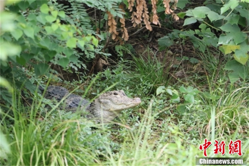 Zhejiang : à la découverte du « village chinois des alligators » en approchant le « fossile vivant » vieux de centaines de millions d'années à Huzhou