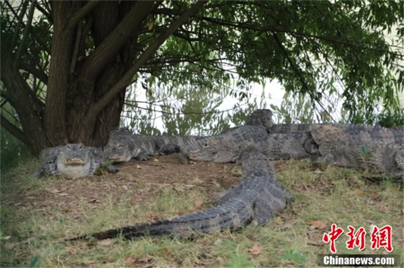 Zhejiang : à la découverte du « village chinois des alligators » en approchant le « fossile vivant » vieux de centaines de millions d'années à Huzhou
