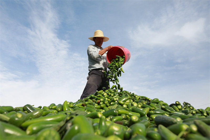 Gansu : la plantation de petits piments à Jiayuguan devient une grande industrie agricole
