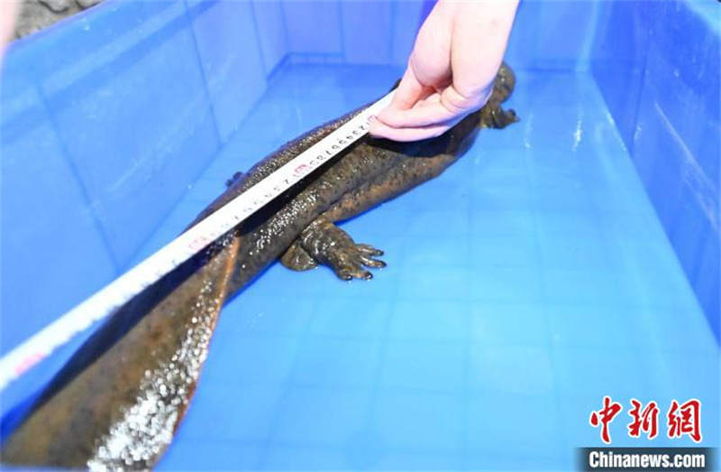 Gansu : une salamandre sauvage de 70 cm de long sauvée à Lanzhou